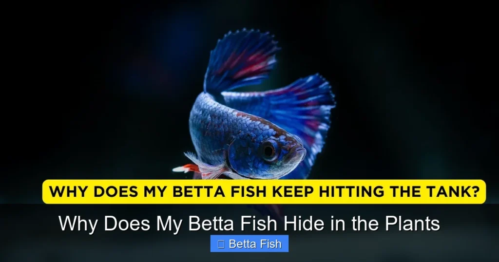 Why Does My Betta Fish Hide in the Plants
