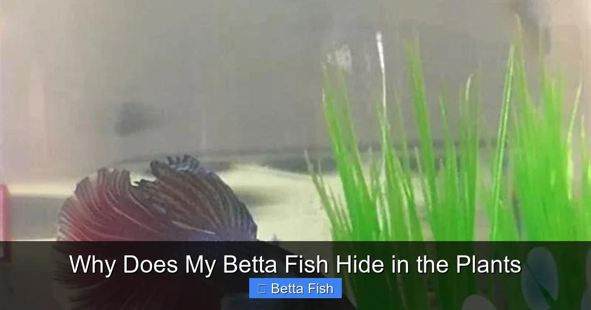 Why Does My Betta Fish Hide in the Plants