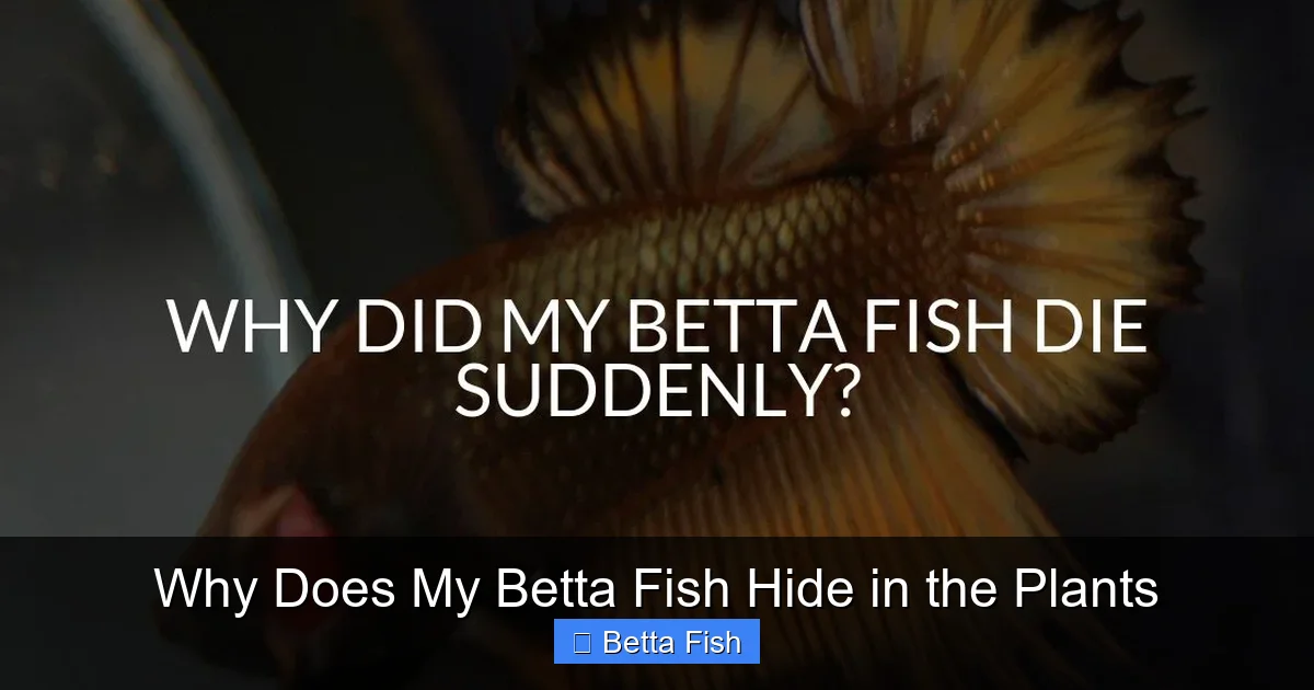 Why Does My Betta Fish Hide in the Plants