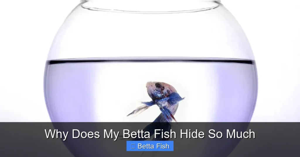 Why Does My Betta Fish Hide So Much