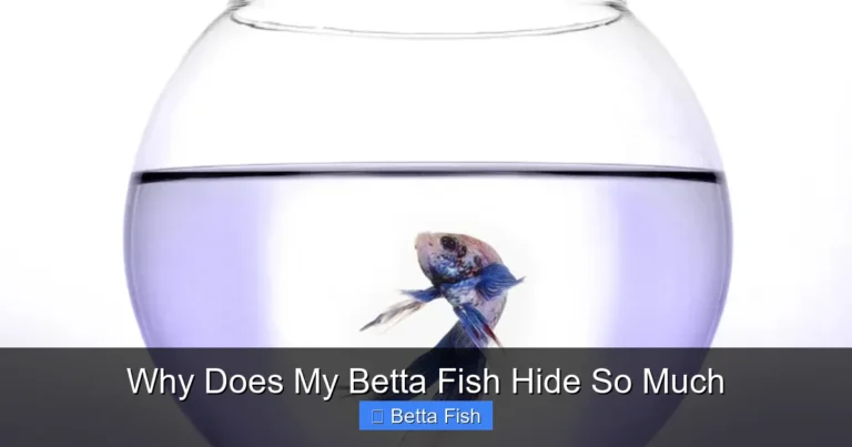 Why Does My Betta Fish Hide So Much