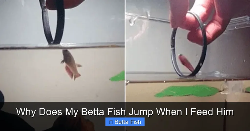 Why Does My Betta Fish Jump When I Feed Him