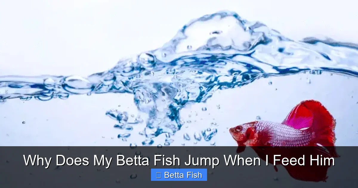 Why Does My Betta Fish Jump When I Feed Him