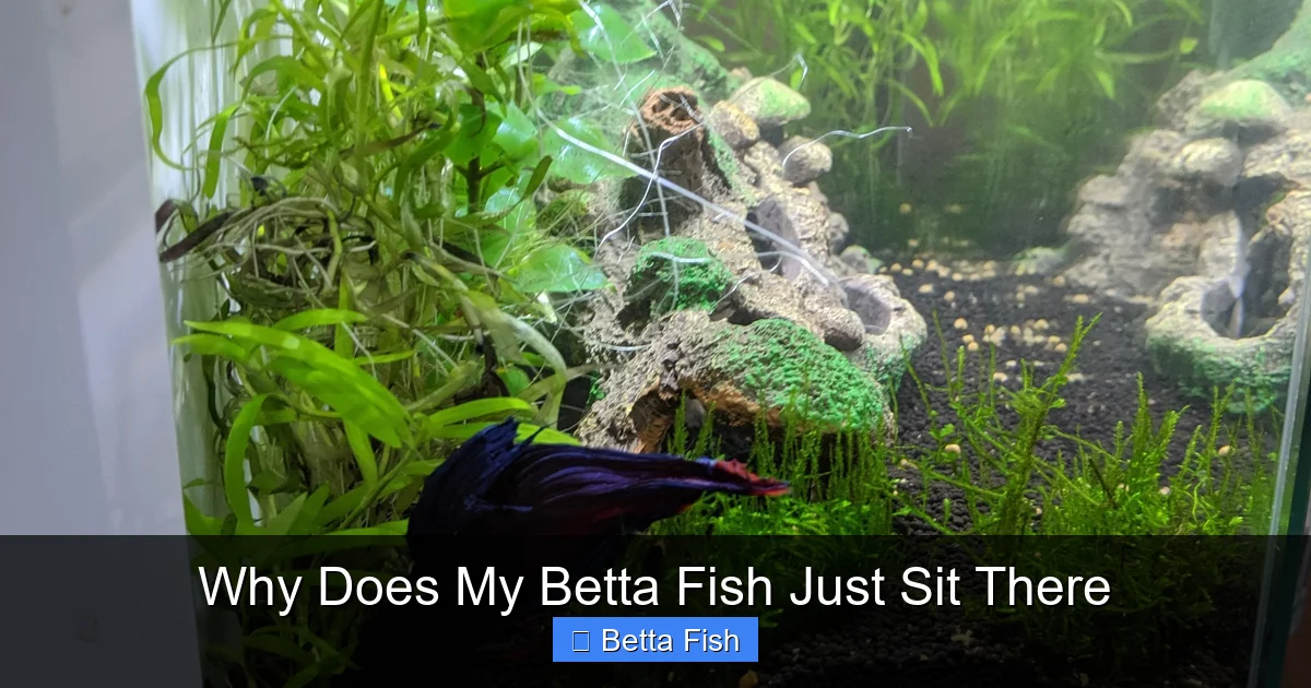 Why Does My Betta Fish Just Sit There