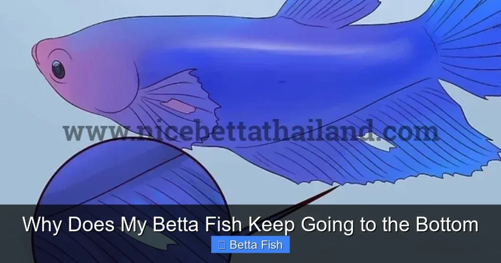 Why Does My Betta Fish Keep Going to the Bottom