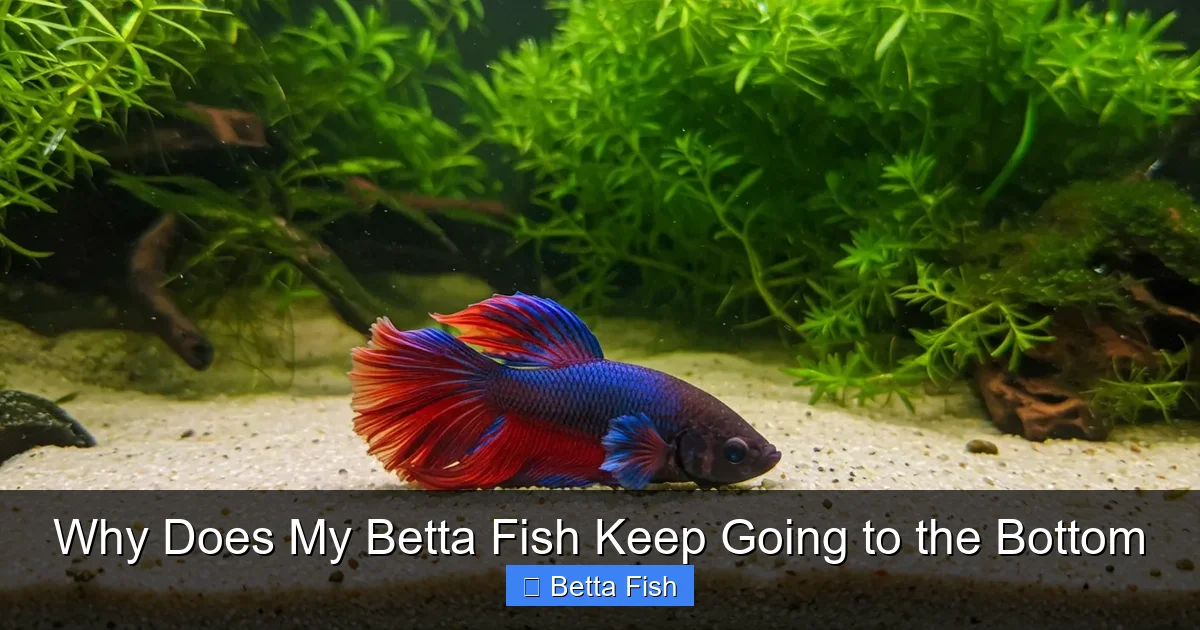 Why Does My Betta Fish Keep Going to the Bottom