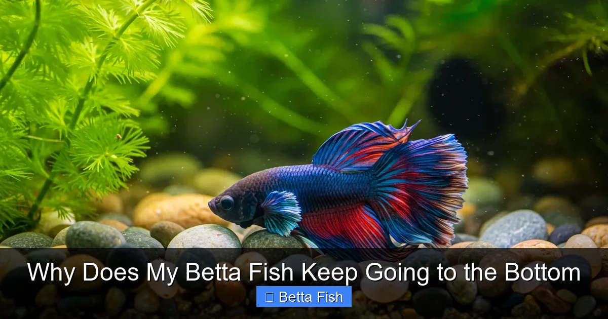 Why Does My Betta Fish Keep Going to the Bottom