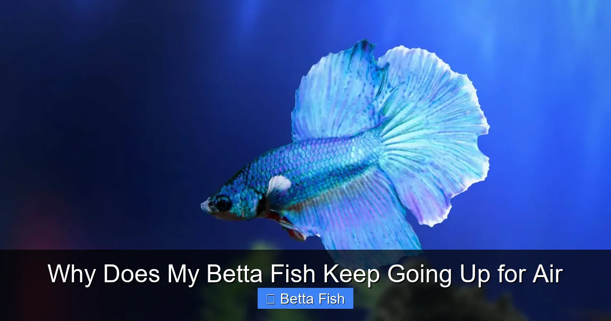 Why Does My Betta Fish Keep Going Up for Air
