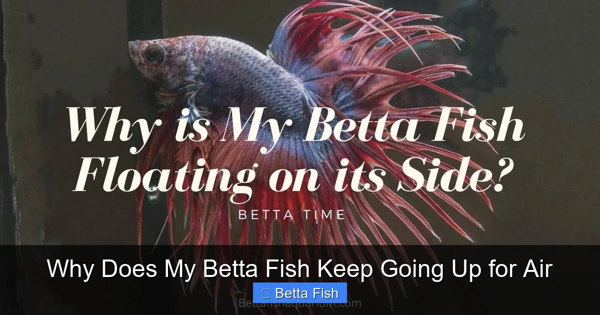Why Does My Betta Fish Keep Going Up for Air