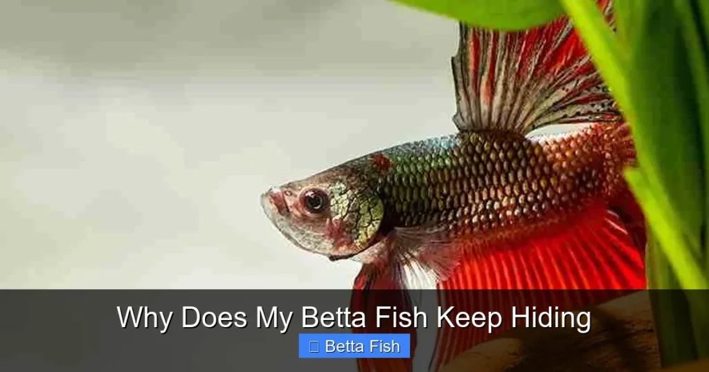 Why Does My Betta Fish Keep Hiding