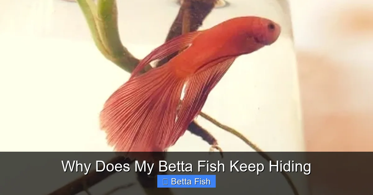 Why Does My Betta Fish Keep Hiding