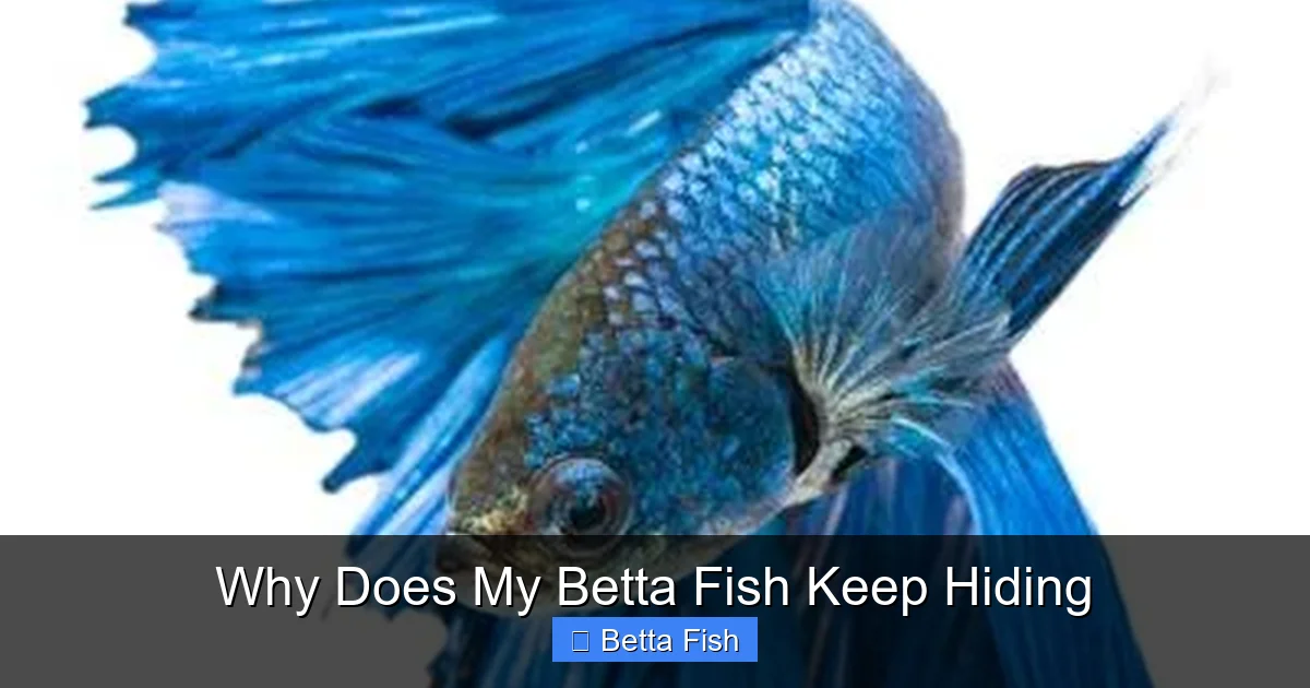 Why Does My Betta Fish Keep Hiding