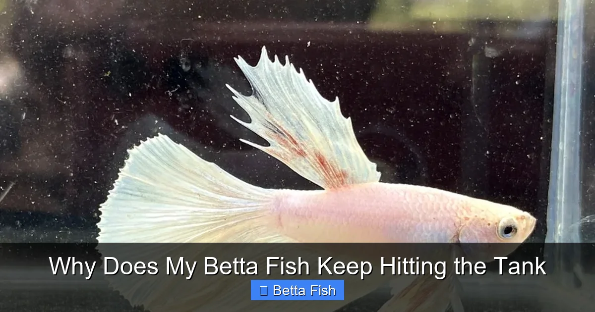 Why Does My Betta Fish Keep Hitting the Tank