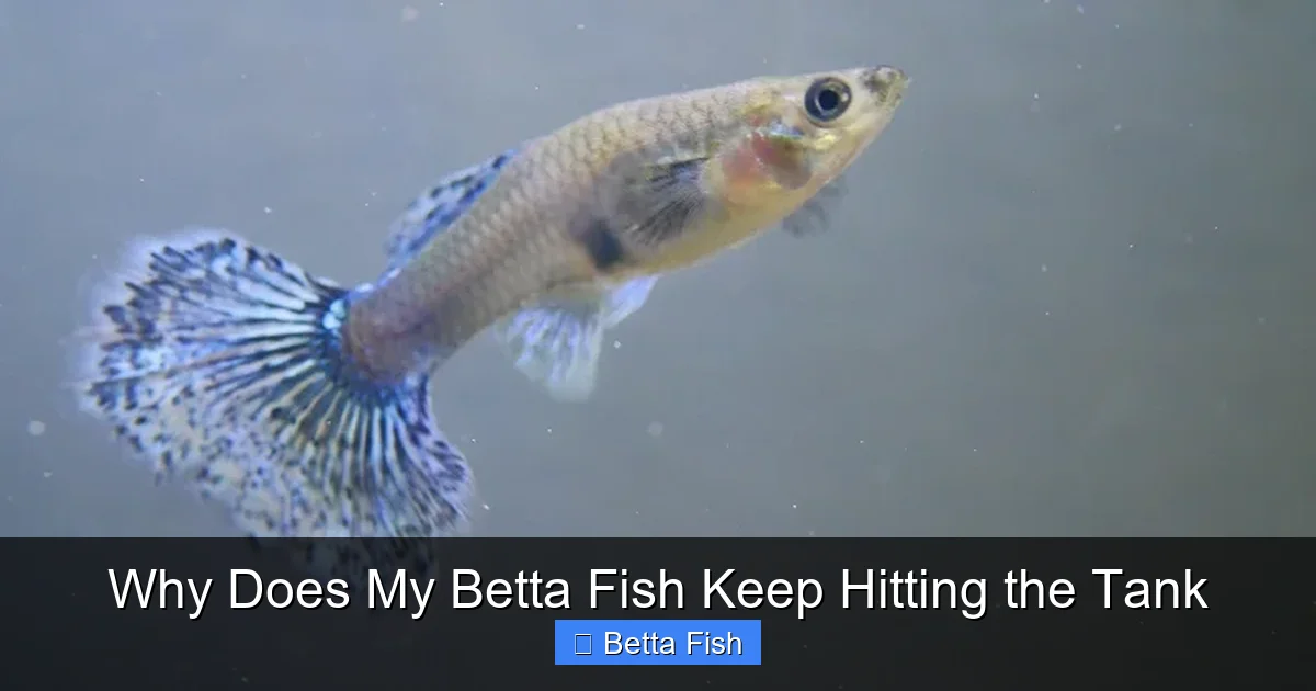 Why Does My Betta Fish Keep Hitting the Tank