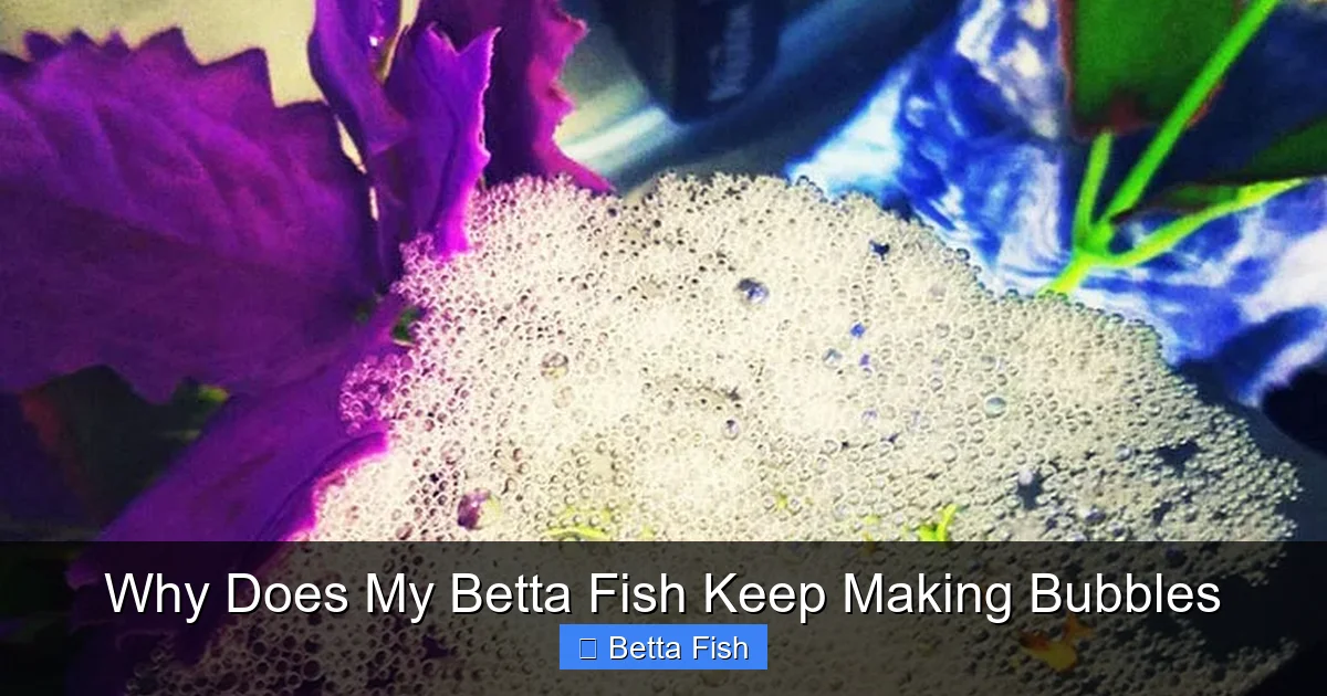 Why Does My Betta Fish Keep Making Bubbles