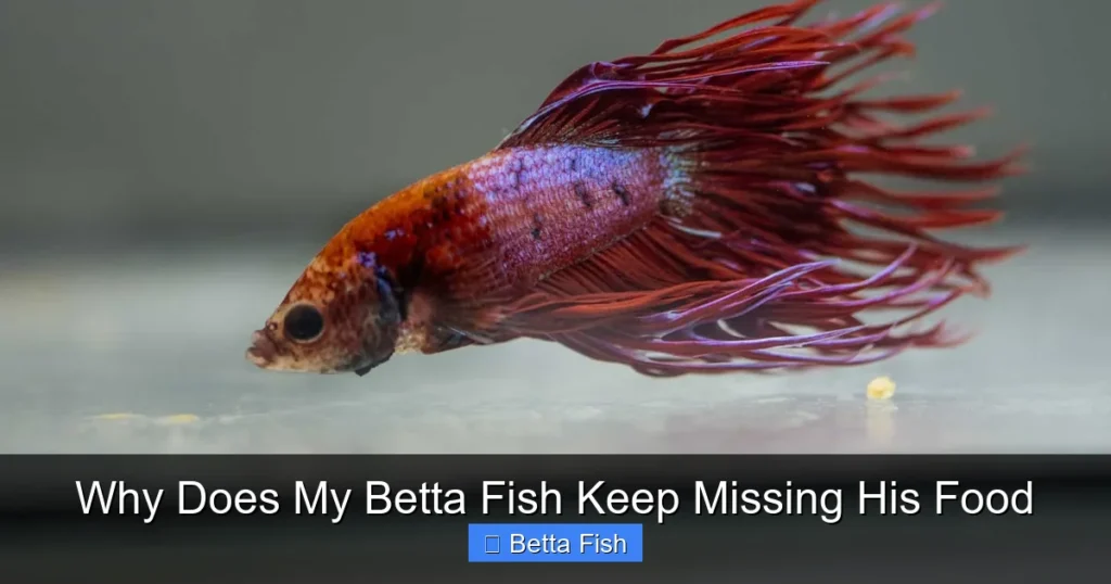 Why Does My Betta Fish Keep Missing His Food