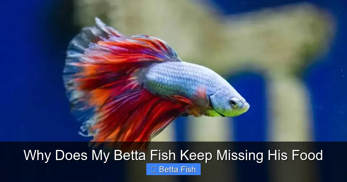 Why Does My Betta Fish Keep Missing His Food