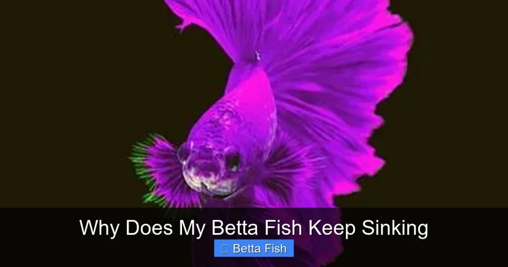 Why Does My Betta Fish Keep Sinking