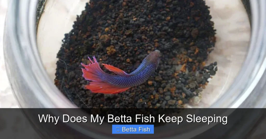 Why Does My Betta Fish Keep Sleeping