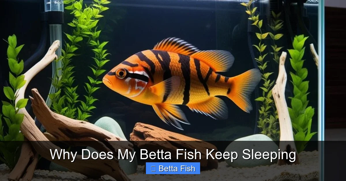 Why Does My Betta Fish Keep Sleeping