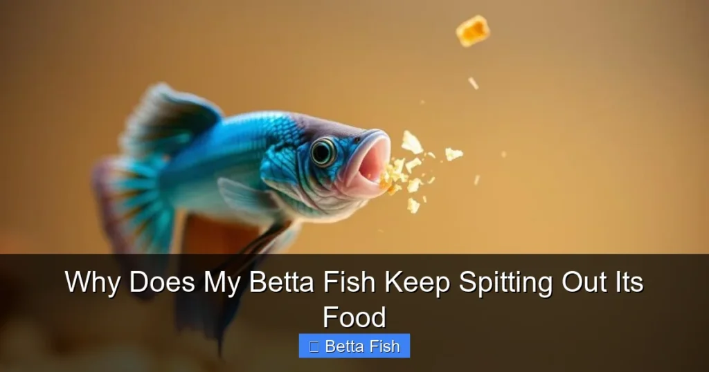 Why Does My Betta Fish Keep Spitting Out Its Food