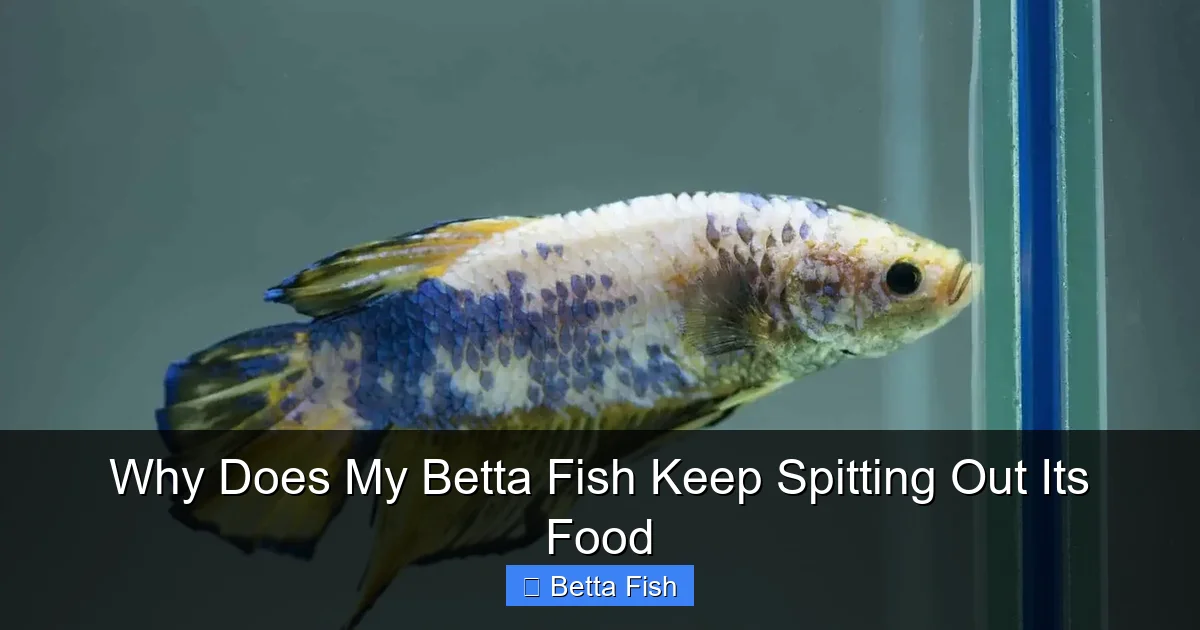 Why Does My Betta Fish Keep Spitting Out Its Food