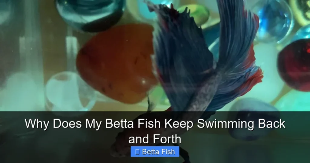 Why Does My Betta Fish Keep Swimming Back and Forth