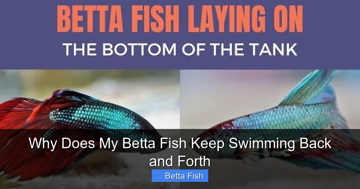 Why Does My Betta Fish Keep Swimming Back and Forth