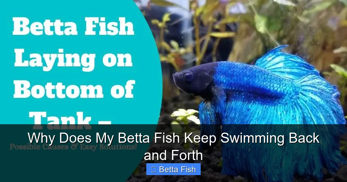 Why Does My Betta Fish Keep Swimming Back and Forth