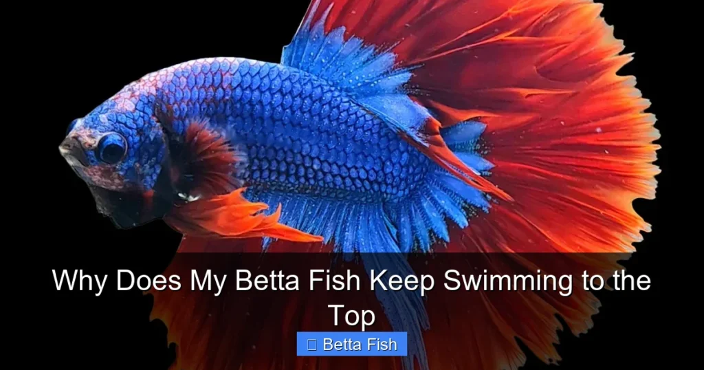 Why Does My Betta Fish Keep Swimming to the Top