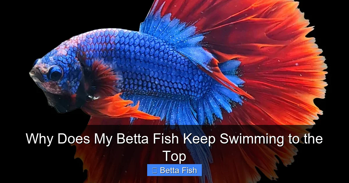 Why Does My Betta Fish Keep Swimming to the Top