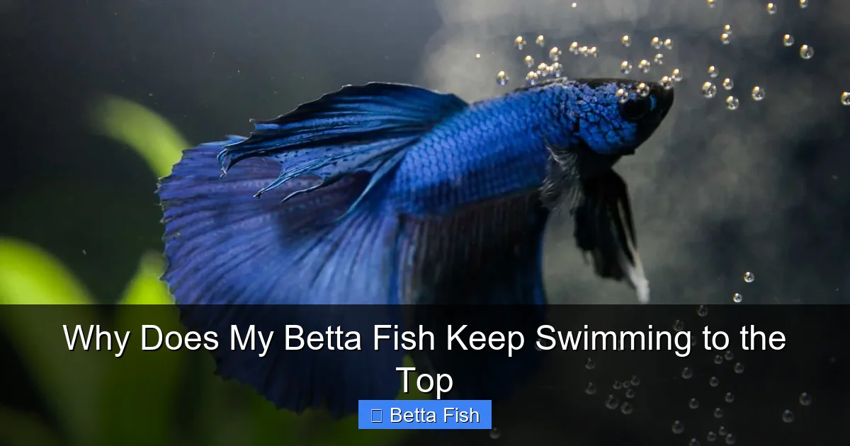 Why Does My Betta Fish Keep Swimming to the Top