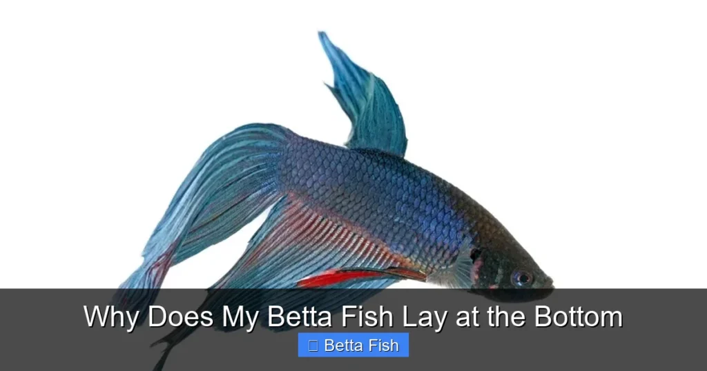 Why Does My Betta Fish Lay at the Bottom