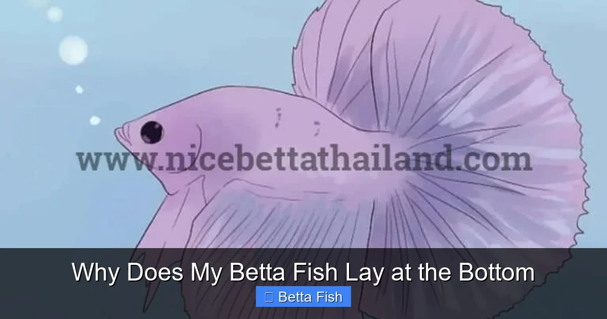 Why Does My Betta Fish Lay at the Bottom