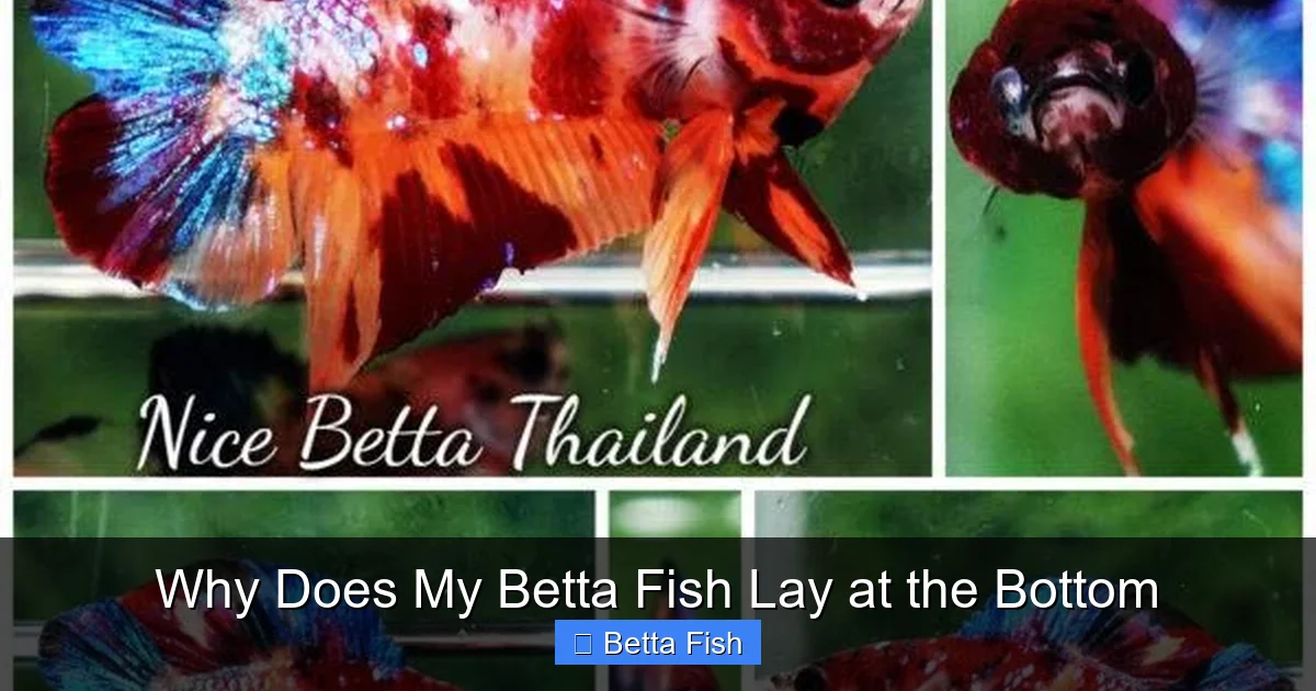 Why Does My Betta Fish Lay at the Bottom