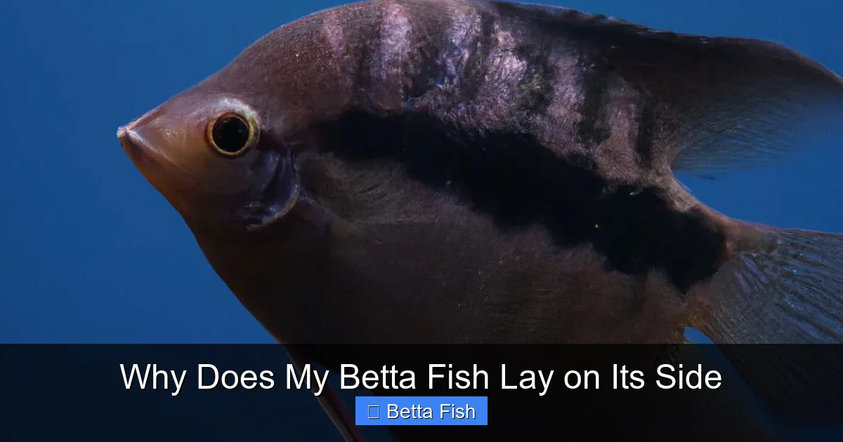 Why Does My Betta Fish Lay on Its Side