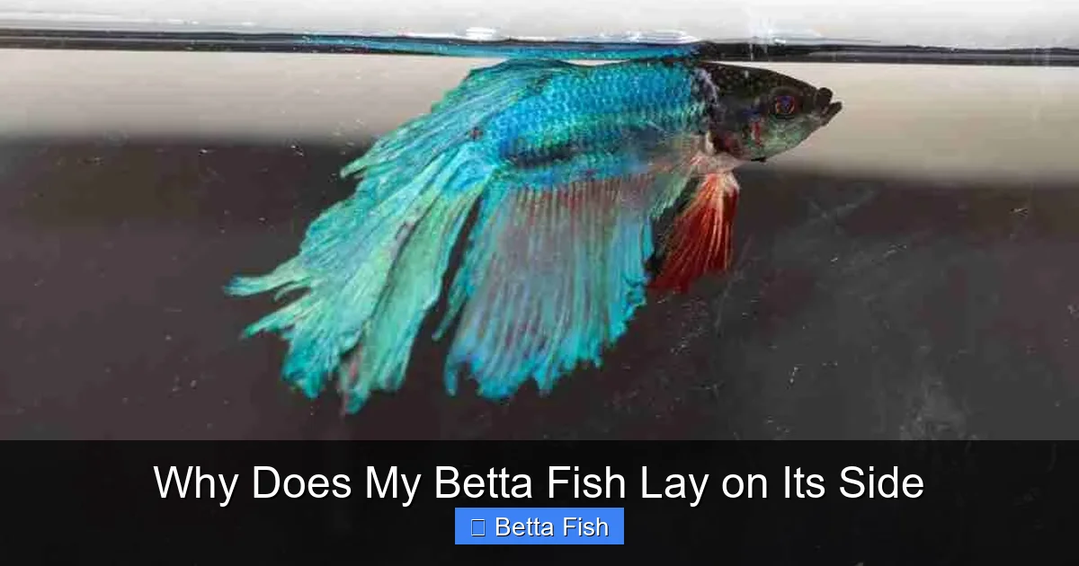 Why Does My Betta Fish Lay on Its Side