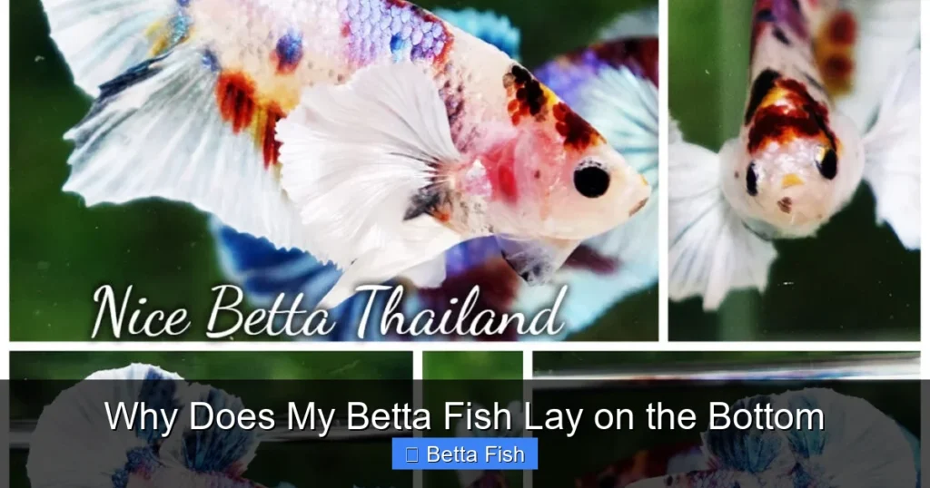 Why Does My Betta Fish Lay on the Bottom