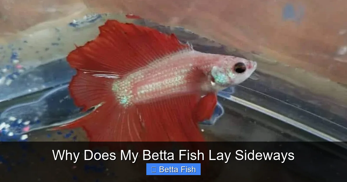Why Does My Betta Fish Lay Sideways