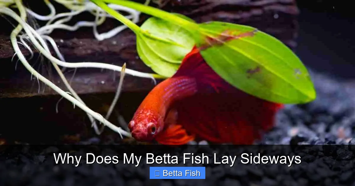 Why Does My Betta Fish Lay Sideways