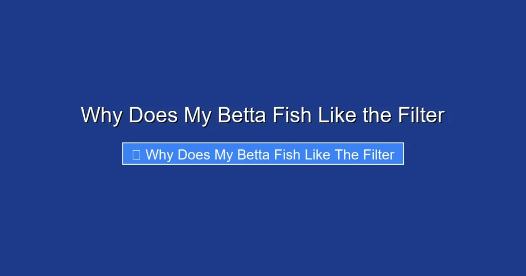 Why Does My Betta Fish Like the Filter