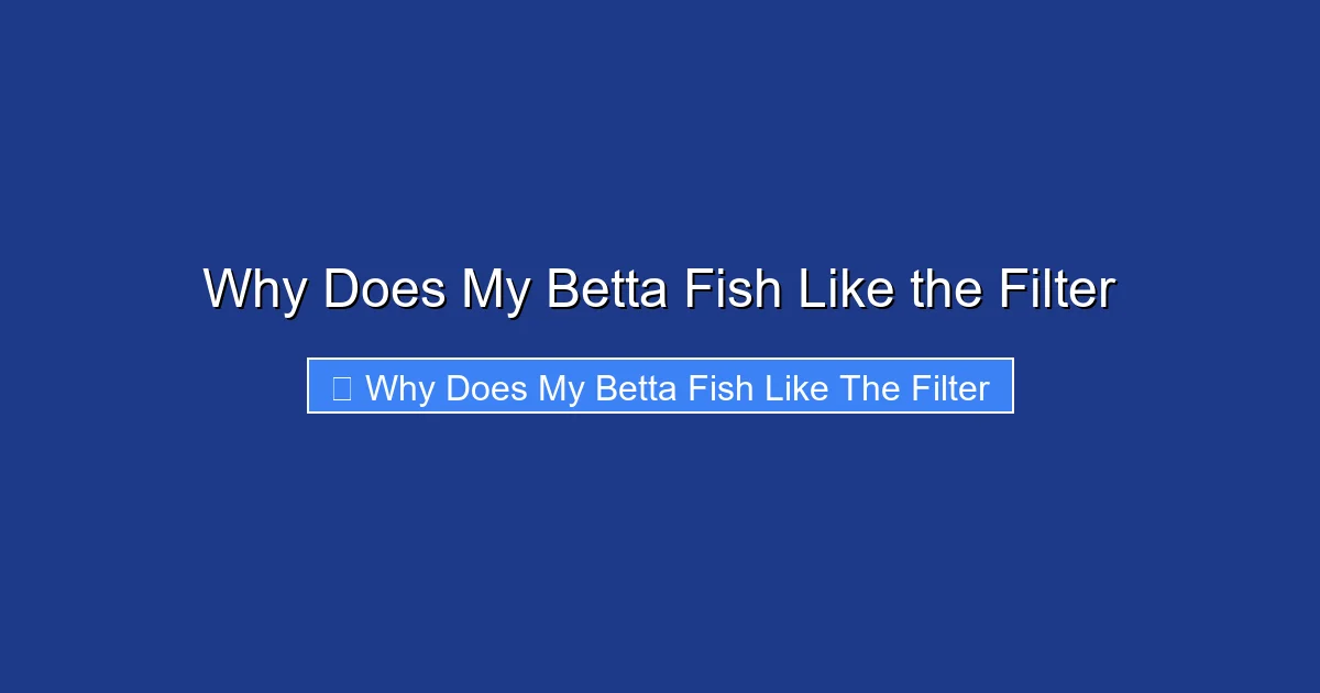 Why Does My Betta Fish Like the Filter