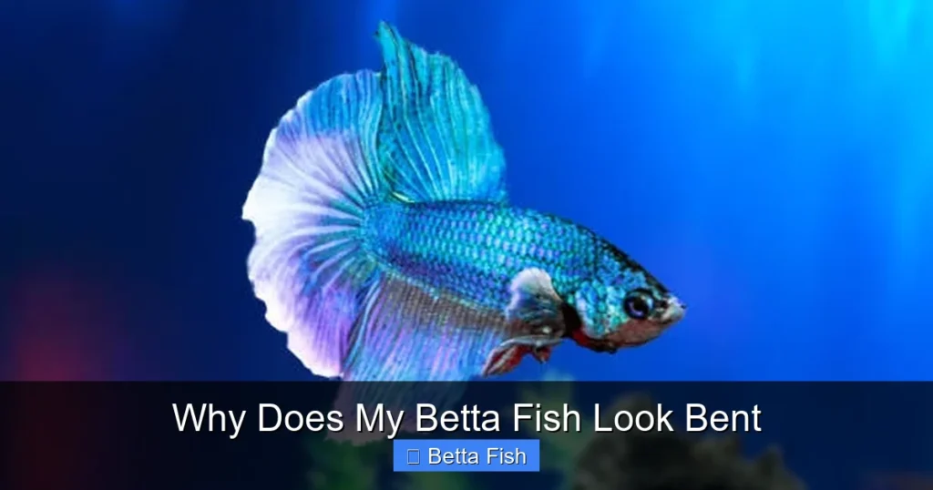 Why Does My Betta Fish Look Bent