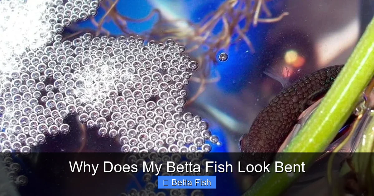 Why Does My Betta Fish Look Bent