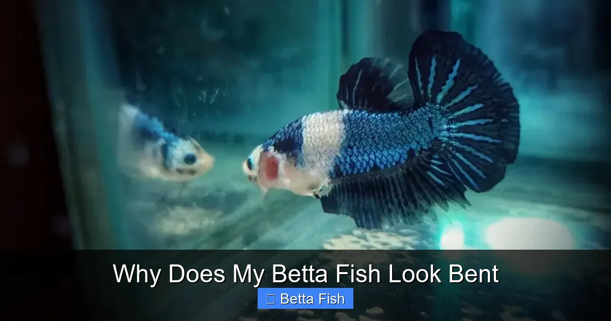 Why Does My Betta Fish Look Bent