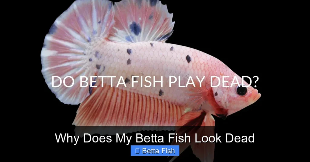 Why Does My Betta Fish Look Dead