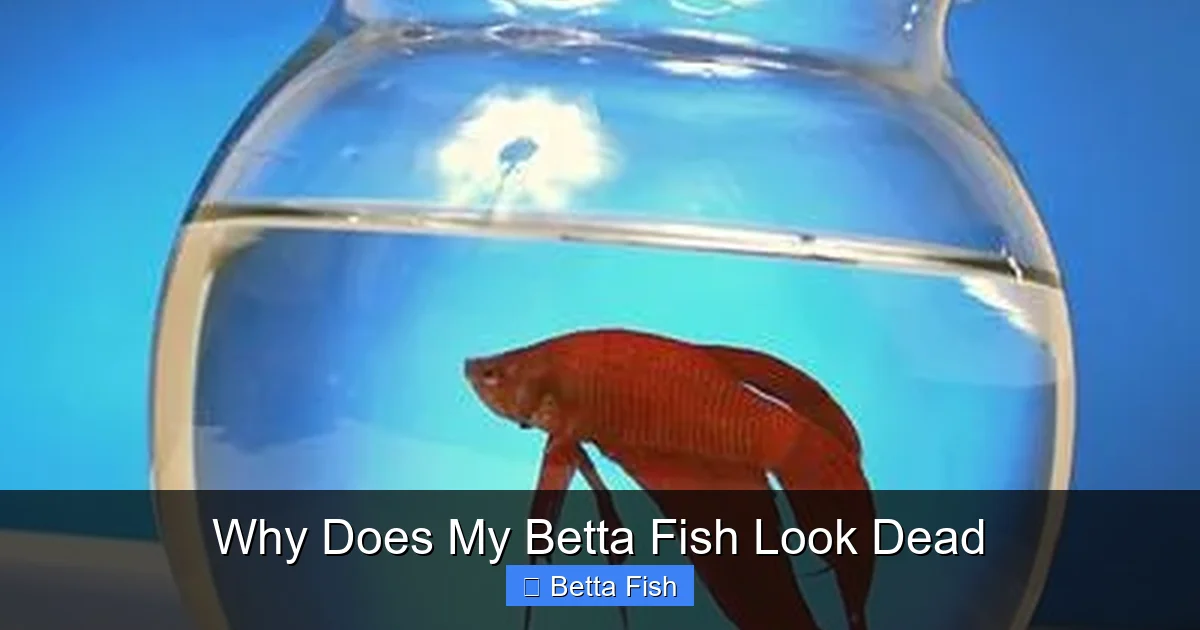 Why Does My Betta Fish Look Dead