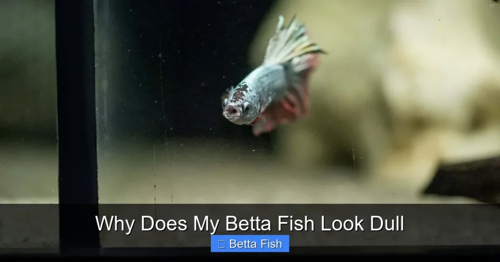 Why Does My Betta Fish Look Dull