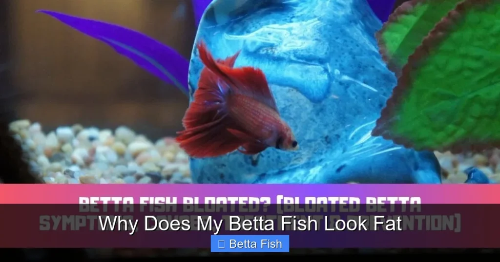 Why Does My Betta Fish Look Fat