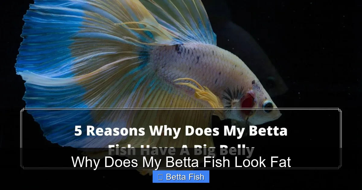 Why Does My Betta Fish Look Fat